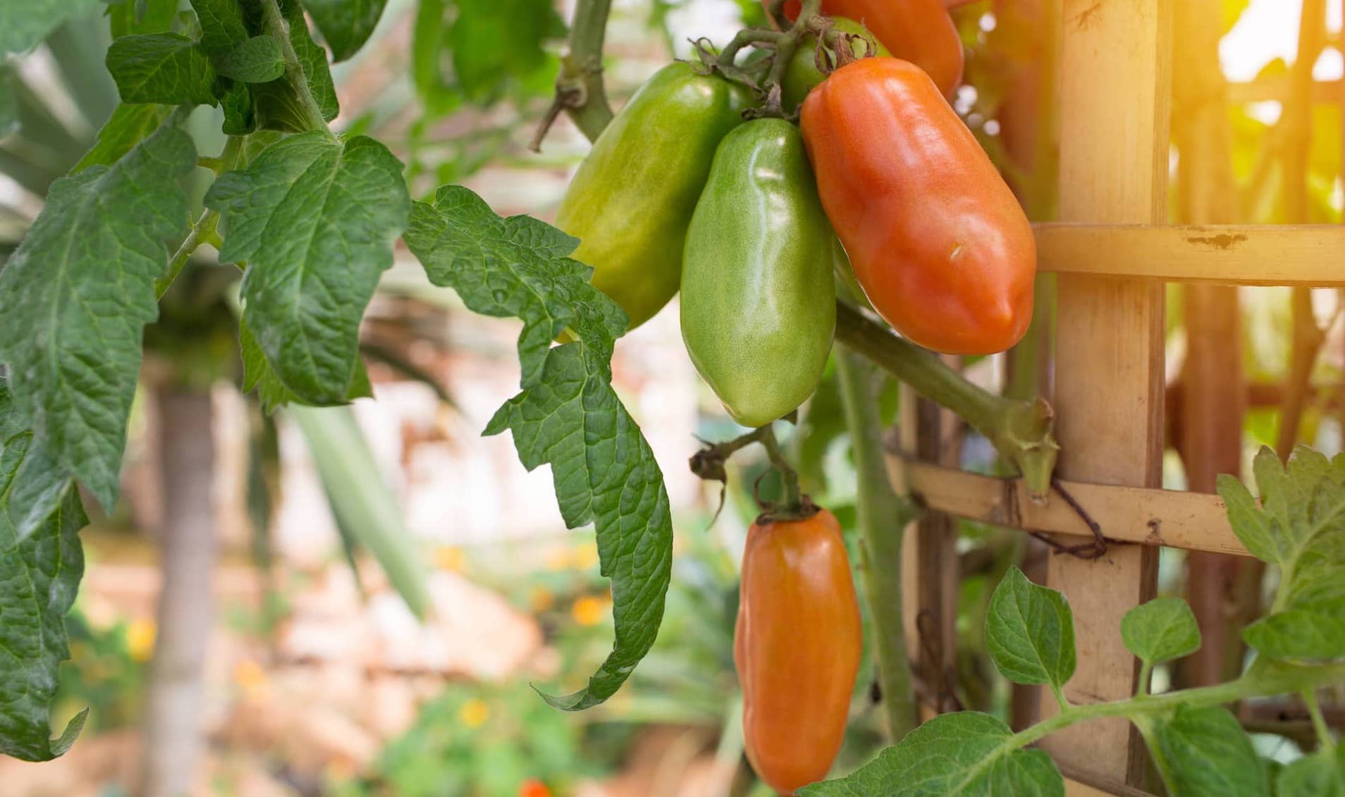 Comment Cr Er Un Potager De Balcon Mon Compagnon Ca