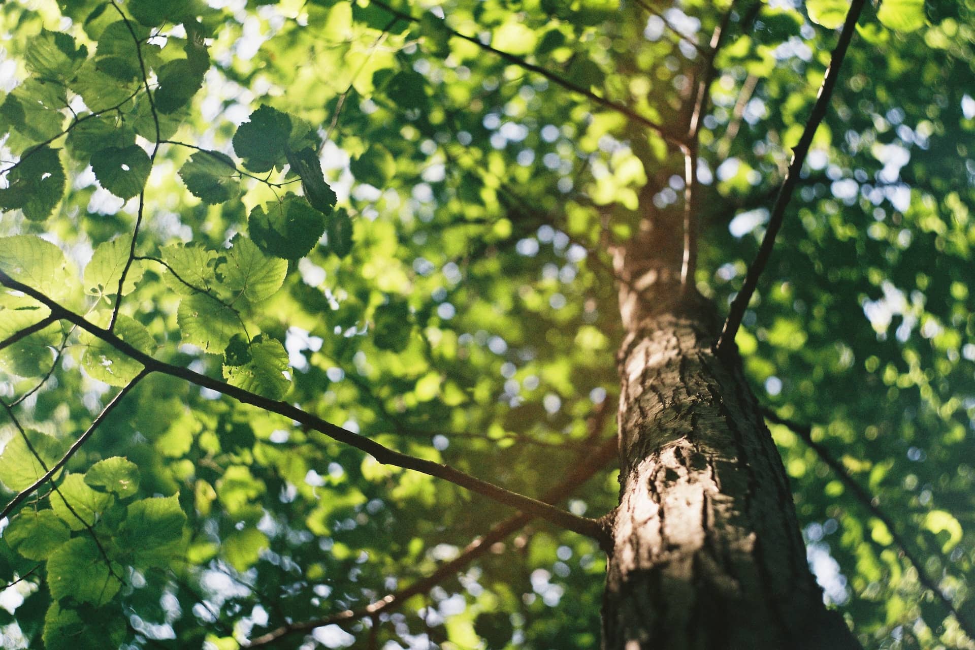 Une taille raisonnée permet de domestiquer les arbres en douceur