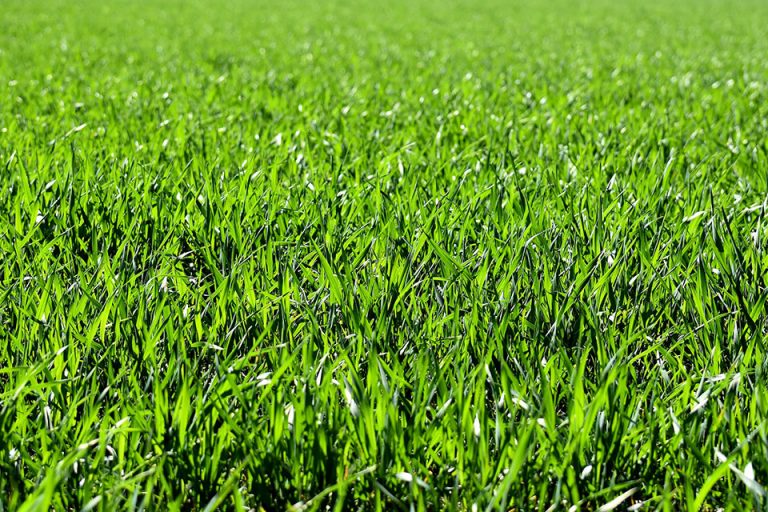 Comment bien préparer son jardin pour y faire pousser son gazon? — free download