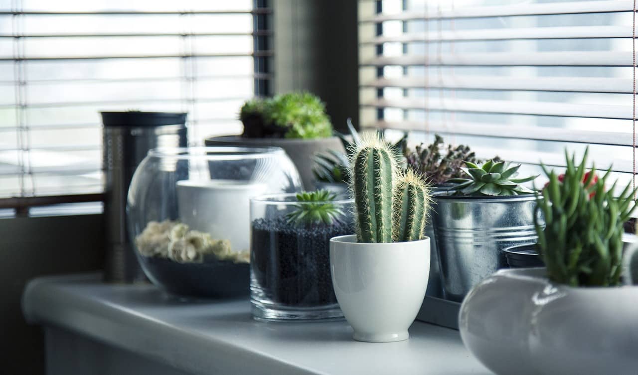 En plus d'être de jolis éléments de décoration, les plantes améliorent la qualité de l'air en appartement.